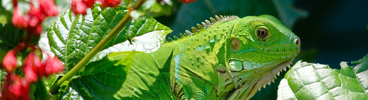 iguana-223157_1280_2